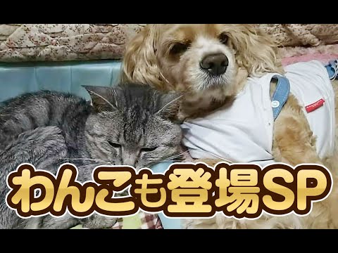 【猫動画】わんこも登場SP〜にゃんともパレード〜#169(YouTube)