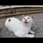 港で寝ていた野良猫を撫でると足元に擦り寄ってきてカワイイ(YouTube)