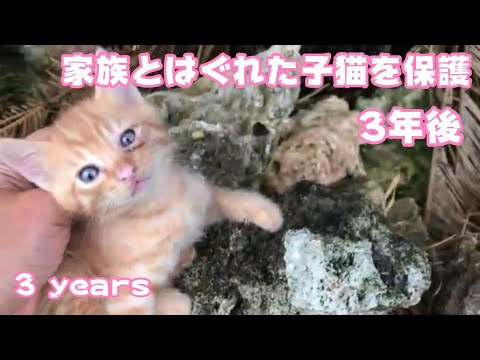 家族とはぐれた子猫を保護して3年後　3 years(YouTube)