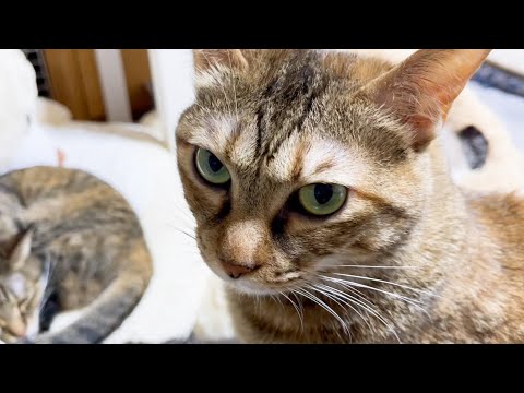 続・寝るタイミングを逃した麦ら猫♥(YouTube)