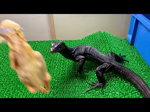 初めての給餌がヤバすぎたww(YouTube)