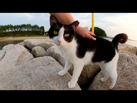 夕方の海をパトロールする猫姉妹(YouTube)