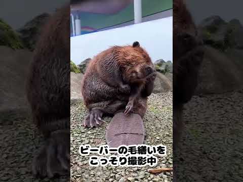 ビーバーの毛繕いをこっそり撮影したら、可愛くてたまらなかったw(YouTube)