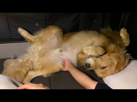 ママの車で車中泊快適だったよのお話(YouTube)