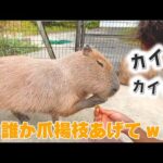 歯に詰まらせた時のカピバラの行動が可愛すぎた！！！！！(YouTube)