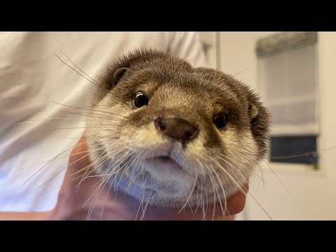 視聴者が選ぶ、カワウソさくらともちのベストシーン集！ Viewers’ picks for the best scenes between otters Sakura and Mochi!(YouTube)