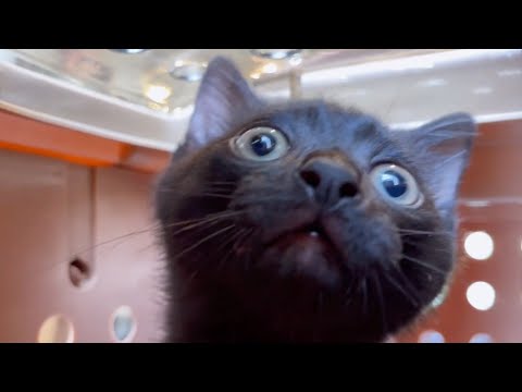 【黒仔猫】2回目の予防接種無事に終了しました♪(YouTube)