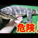 発情期は危険！？可愛いオオトカゲが豹変します！(YouTube)