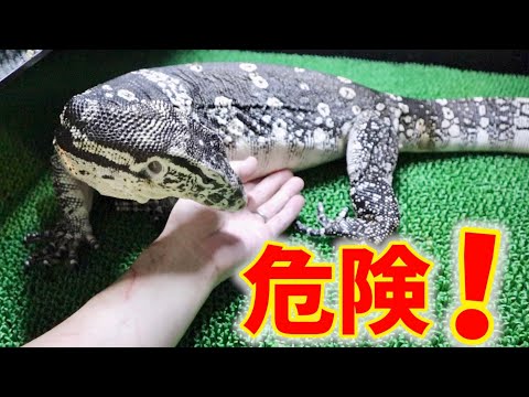 発情期は危険！？可愛いオオトカゲが豹変します！(YouTube)