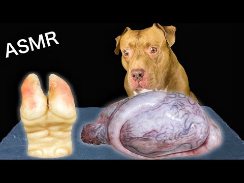 超珍しい食材をピットブルが次々と食べ尽くす【閲覧注意】(YouTube)