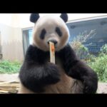ジャイアントパンダのようす　2022年6月27日撮影(YouTube)