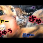 【大移動】車に猫6匹でギュウギュウ詰め&ニャーニャー大合唱(YouTube)