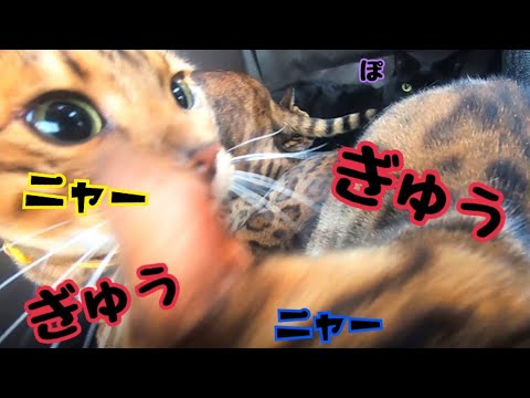 【大移動】車に猫6匹でギュウギュウ詰め&ニャーニャー大合唱(YouTube)