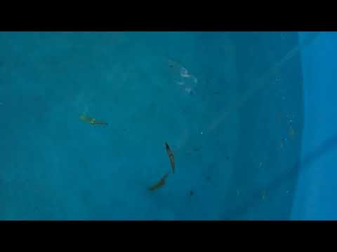 アオリイカへの給餌のようす：葛西臨海水族園(YouTube)