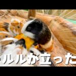 モルモットの立った時のフォルム可愛すぎん！？w(YouTube)