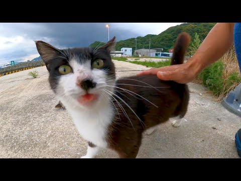 背中を撫でられて喜ぶ港の野良猫達(YouTube)