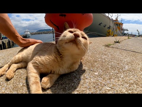 港にあるほんの小さな日陰で休む野良猫がカワイイ(YouTube)