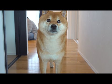 妹達のバトルが勃発したので、柴犬兄を呼んで無茶振りしてみた。(YouTube)