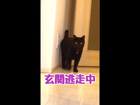 玄関脱走を諦めない猫達 #shorts(YouTube)