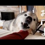 ベッドに引きこもる姉を何度でも迎えに来る心優しきシベリアンハスキー(YouTube)