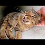 土管を覗くと、人懐っこいキジトラ猫が涼んでいた(YouTube)