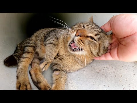 土管を覗くと、人懐っこいキジトラ猫が涼んでいた(YouTube)
