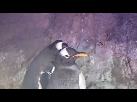 【海遊館】ペンギンのディスプレイ①（おじぎ）(YouTube)