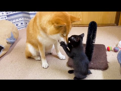 【仔猫リオ】怖かった柴犬にこんなことも出来るようになりました♥(YouTube)