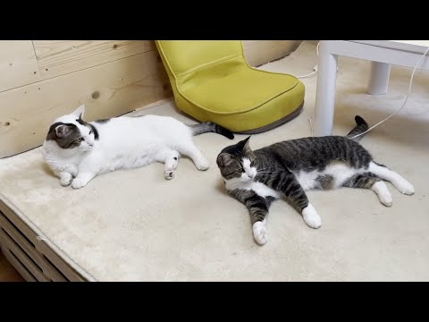 「なんで動かなあかんねん」が態度に出ている超ずぼらな猫(YouTube)