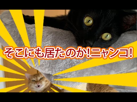 【猫動画】そこにも居たのか！ニャンコ！〜にゃんともパレード〜#178(YouTube)