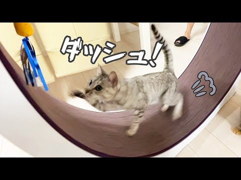 回し車修行中のマロちゃんが初めて走りました！！(YouTube)