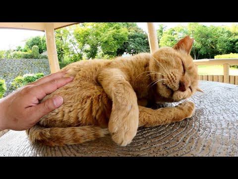 おじいちゃん茶トラ猫がテーブルの上で気持ち良さそうにお昼寝する(YouTube)