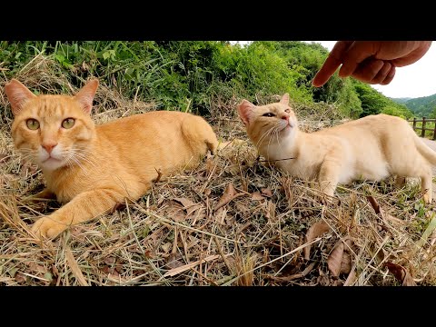 猫達が「汚い手で触らないでくれる？」と言わんばかりに毛繕いを始めた(YouTube)