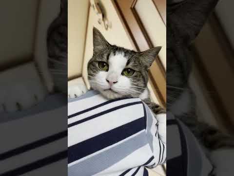 サイレント「ニャー」がかわいい猫 #shorts(YouTube)