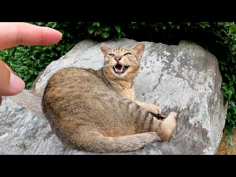 猫の秘密基地を訪問したら、キジトラ猫が岩のベットでお昼寝していた(YouTube)