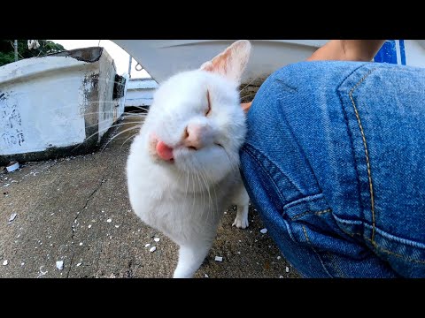 漁港の舟の下に白猫がいたのでナデナデすると擦り寄ってきてカワイイ(YouTube)