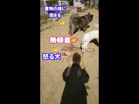 置物の様に固まる犬…無頓着な犬…怒る犬…　#Shorts(YouTube)