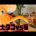 新入りの巨大タコを踊り食いするボス猫(YouTube)