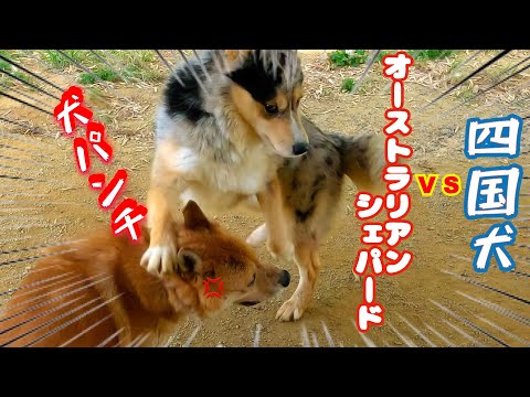 【犬社会勉強】オーストラリアンシェパード🆚四国犬(YouTube)