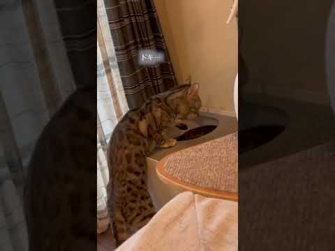喧嘩中に間違えてトイレに逃げ込んでしまった猫とさらに追い討ちをかける猫(YouTube)