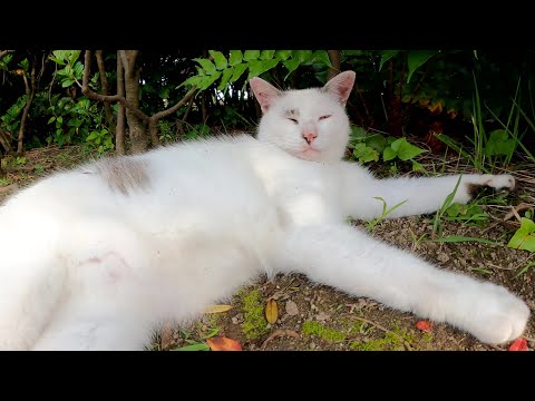 海で暮らす猫達に会いに行ったら、お昼寝タイムだった(YouTube)