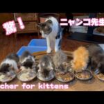 驚！ニャンコ先生！　Teacher for 6 kittens(YouTube)