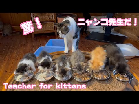 驚！ニャンコ先生！　Teacher for 6 kittens(YouTube)