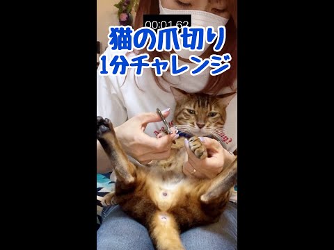 1分で猫の爪切りできるかな？テト編💙 #shorts(YouTube)