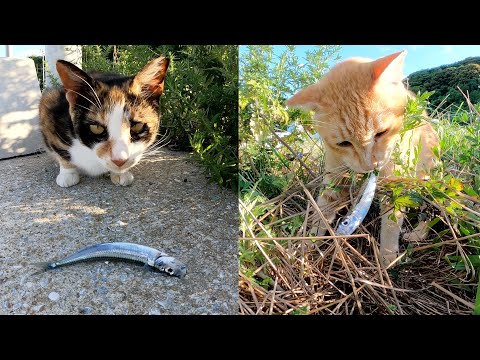 三毛猫が残したお魚を茶トラ猫がおかわりして食べる(YouTube)