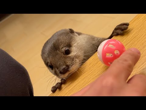 おっちょこちょいなカワウソだがドリブルがうますぎた otter with a good dribble(YouTube)