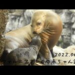 【海遊館】カリフォルニアアシカの赤ちゃんが誕生しました！(YouTube)
