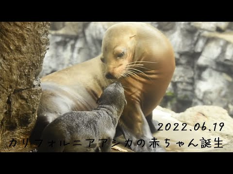 【海遊館】カリフォルニアアシカの赤ちゃんが誕生しました！(YouTube)