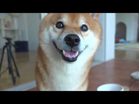 ドッグラン完成後の朝のルーティンが最高すぎた。(YouTube)