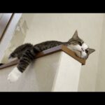眠いのにまわりの音が気になってなかなか寝れない猫(YouTube)